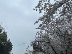 -武汉大学-樱园