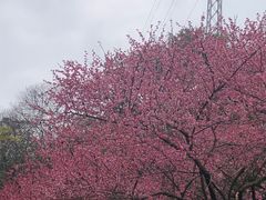-重庆彩云湖湿地公园