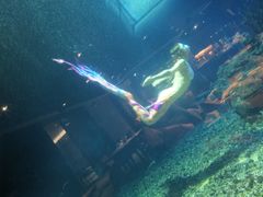 -海棠湾洲际-涛·海底餐厅·美人鱼·自助餐·海底隧道
