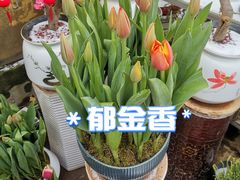 -金陵花卉交易市场