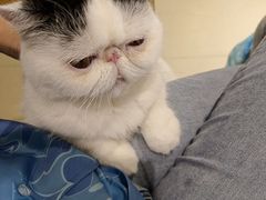 -藏猫猫咖啡主题馆(中央大道店)