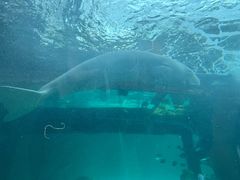 -悉尼海洋生物水族馆