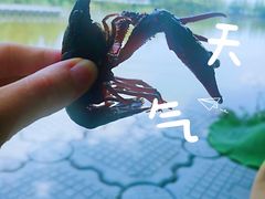 -阿林有机农庄
