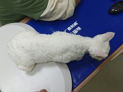 -瑞鹏宠物医院·宠保定点·心脏科·内科(御桥分院)