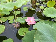 -莲花池公园