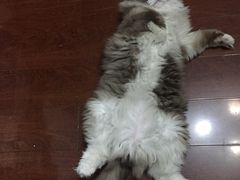 -Bastet sally猫舍购宠(静安店)