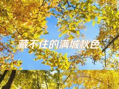 -三里屯东五街银杏大道