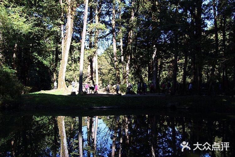 在枯树中再生新树为第三代