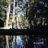 在枯树中再生新树为第三代