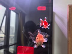 -脊正康推拿整脊馆