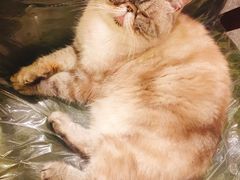 -猫色咖啡·猫咖