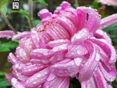 -南山植物园