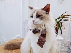 -共舞时光猫咖·狗咖(新街口店)
