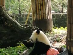 -都江堰中华大熊猫苑