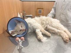 -米苏动物医院·犬猫专科·骨科外科内窥镜