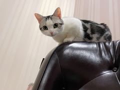 -欣宠猫屋·矮脚拿破仑·蓝金金渐层