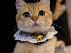 -lincat·猫舍(广州店)