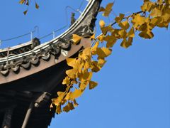-红梅公园
