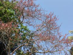 -中国科学院西双版纳热带植物园