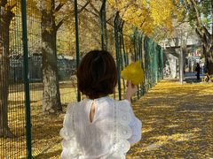 -三里屯东五街银杏大道