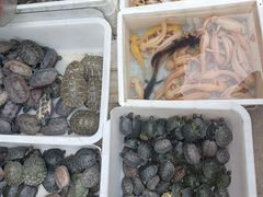 -合肥市裕丰花鸟虫鱼市场