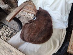 -喵屿·大理花园猫咖