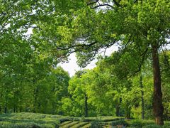-野蔓果·山野菜(西湖景区·龙井茶田店)