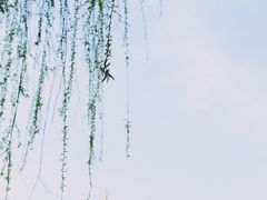 -桐乡植物园
