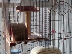 -美联众合宠物医院·爱萌分院·内外科·猫科中心