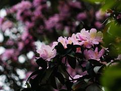 -梧桐山风景名胜区