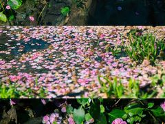 -杭州植物园