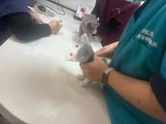 -中农大我爱我爱动物医院·核磁CT·猫病·24小时夜诊中心(石佛营店)