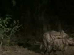 -清迈夜间动物园