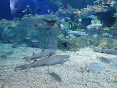 -沙沙哗啦海洋馆(华宇百花谷店)
