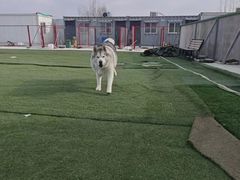 -宠物寄养训练学校