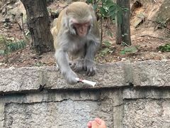 -黔灵山公园