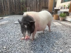 -小时光咖啡馆(开森度假森林店)