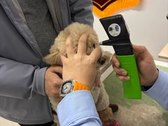 -派美特宠物医院·核磁CT·骨科肿瘤·疑难转诊(沈农禾丰店)