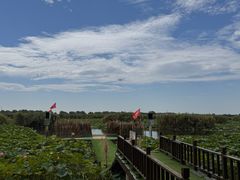 -洪湖生态旅游区