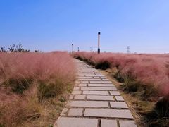 -上海滨江森林公园