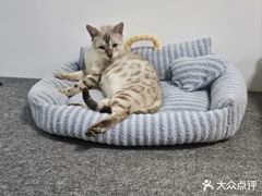 -艾贝尔宠物医院·24H转诊中心·肿瘤猫专科(江宁双龙店)