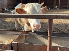 -北京京卫宠物寄养训练中心