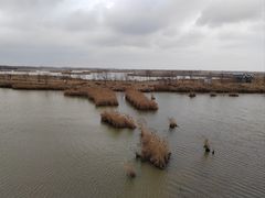 -盐城丹顶鹤湿地生态旅游区