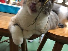 -藦茜花园宠物主题亲子互动体验馆(国顺东路店)