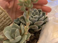 -花言草语鲜花店(灵山路店)