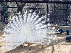 -秦皇岛野生动物园