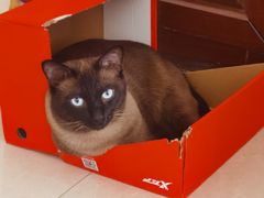 -米苏动物医院·犬猫专科·骨科外科内窥镜