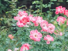 -人民公园(罗湖区)