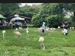 -广州长隆飞鸟乐园