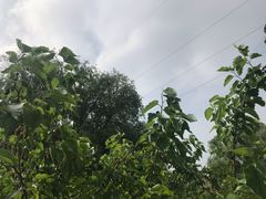 -南京小时候桑葚采摘园